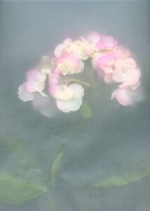 Flower I