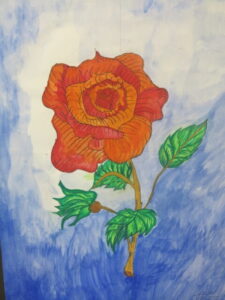 Rose mit weissem Glanz